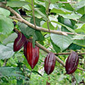  reife Kakaofrüchte auf der Pflanze 