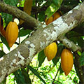  reife Kakaofrüchte auf der Pflanze 