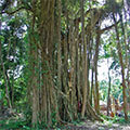  Ficus Benghalensis als heilger Dorfbaum 