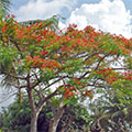  Flamboyantbaum in voller Blüte 