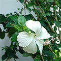  Weiße Blüte des Roseneibisch 