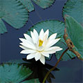  Weiße agyptische Lotosblume 