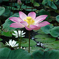  Indischer Lotus mit Seerosen 