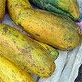  Reife Papaya Früchte 