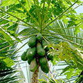  Papaya Früchte am Baum 