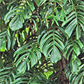  Philodendron 