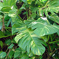  Philodendron 
