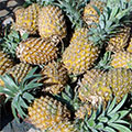  Reife Ananas Früchte 