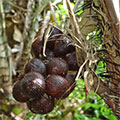  Salakfrüchte auf der Salakpalme 