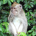  Makakenaffe im Affenwald 