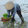  Reisbauer beim pflanzen 