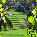  Reisterrassenlandschaft in Wetbali 