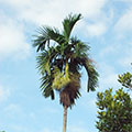 Betelpalme 