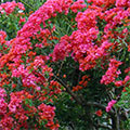  Bougainvillie in voller Blüte 