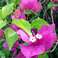  Bougainvillie 