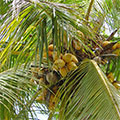  Kokospalme mit gelben Früchten 