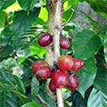  Reife Kaffeekirschen 