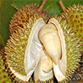 Reife  Durian Früchte 