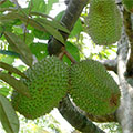  Durian Früchte am Baum 