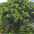  Heiliger Banyan Dorfbaum 