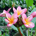  Rosa Frangipani Blüten 