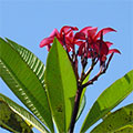  Rote Frangipani Blüten 