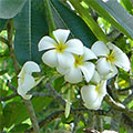  Weiße Frangipani Blüten 
