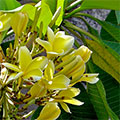  Gelbe Frangipani Blüten 