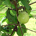  Guava Frucht am Baum 