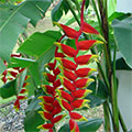  Heliconia Pflanze mit Blüten 