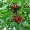  Rosenäpfel am Baum 