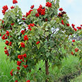  Orleansbaum mit Früchten 