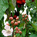  Orleansbaum mit Blüte 