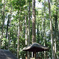  über 50 Meter hohe Pala Bäume 