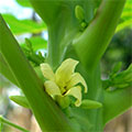  Papaya Blüte 