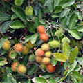  Rambutan Früchte am Baum 