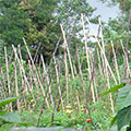  Gemüseanpflanzung in den Bergen Balis 