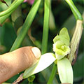  Vanillieblüte 