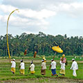  Zeremonie in den Reisfeldern 