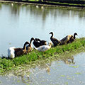  Enten im Reisfeld auf Bali 