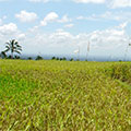  Reislandschaft auf Bali 