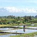  Reisfeldlandschaft mit Berge auf Bali 