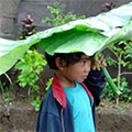  Mädchen mit "Blätter-Regenschirm" 
