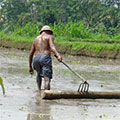  Reisbauer beim glätten des Feldes 