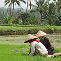  Reisbäuerinnen beim pflanzen der Setzlinge 