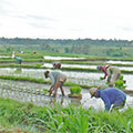  Reisbauern beim pflanzen 
