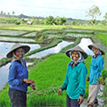  Reisbäuerinnen beim pflanzen der Setzlinge 