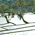  Reisterrassen auf Bali 