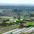  Reisterrassenlandschaft auf Bali 