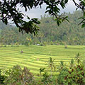  Reisterrassen in Nord-West Bali 